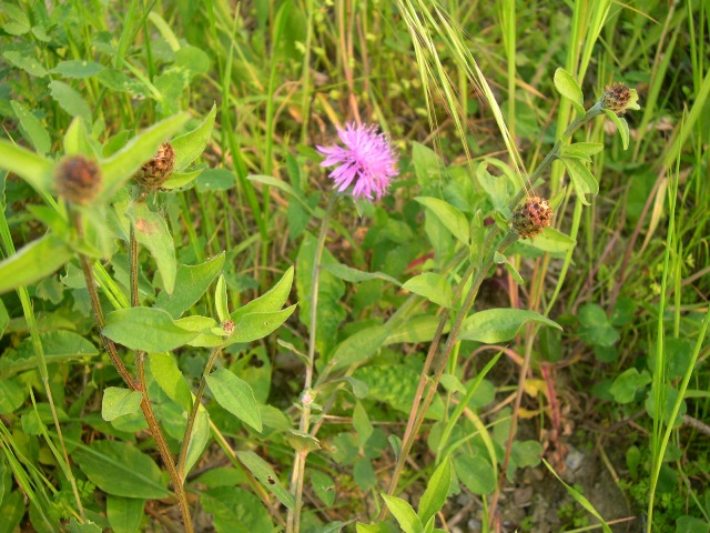 Centaurea?